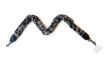 TelefoonkoordBagStrap Teddy - Panter Black